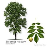 Bitternut Hickory - Sold Out